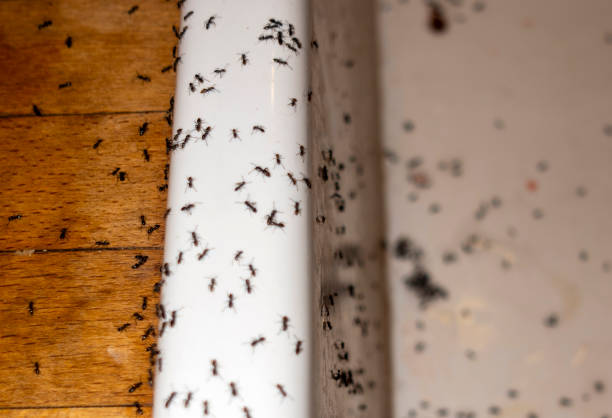 Trusted Kempner, TX Pest Control Experts