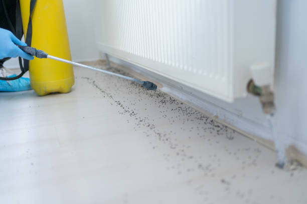 Best Ant Control Services  in Kempner, TX